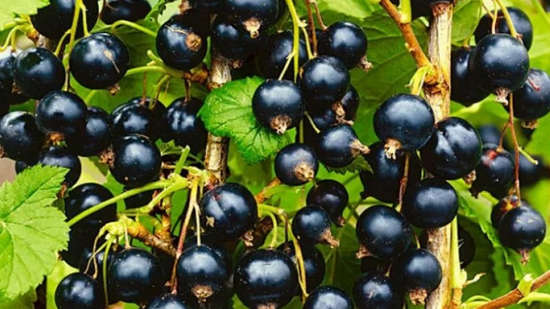 Les variétés les plus sucrées de cassis à gros fruits