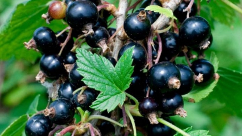 Les variétés les plus sucrées de cassis à gros fruits