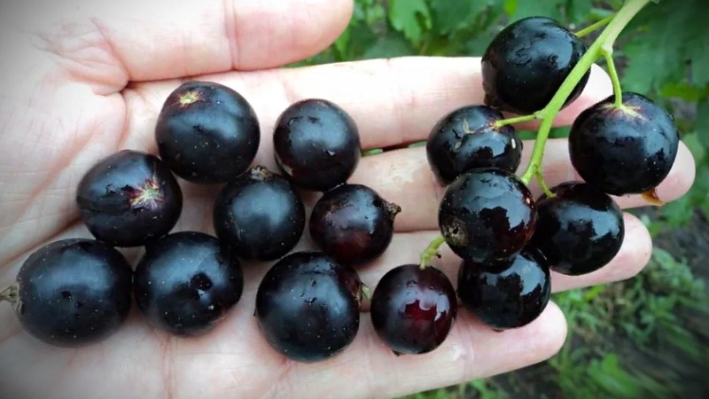 Les variétés les plus sucrées de cassis à gros fruits
