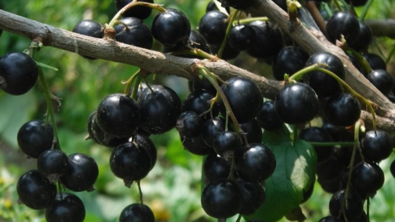 Les variétés les plus sucrées de cassis à gros fruits
