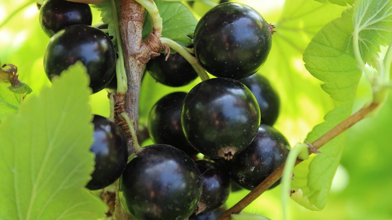 Les variétés les plus sucrées de cassis à gros fruits