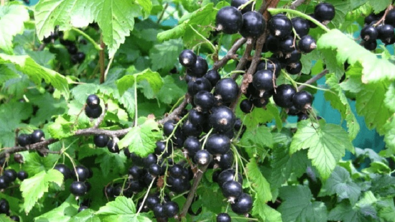 Les variétés les plus sucrées de cassis à gros fruits