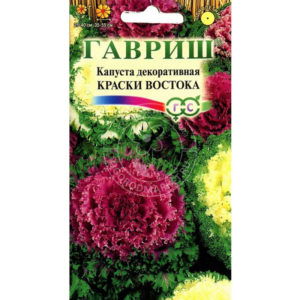 Chou ornemental: photo, plantation, culture et soins