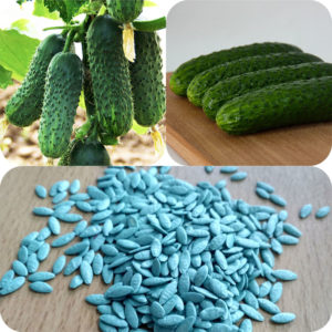 Que faire si les concombres ne poussent pas: les meilleures recettes de vinaigrette