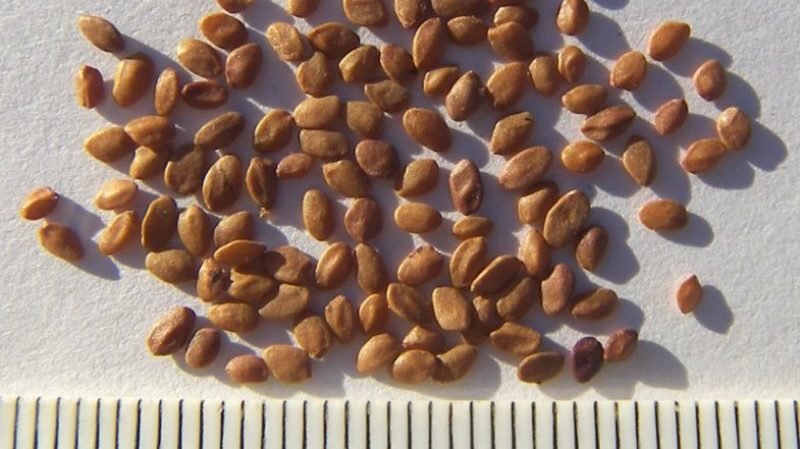 Quels sont les avantages de multiplier le chèvrefeuille par superposition et comment effectuer correctement la procédure