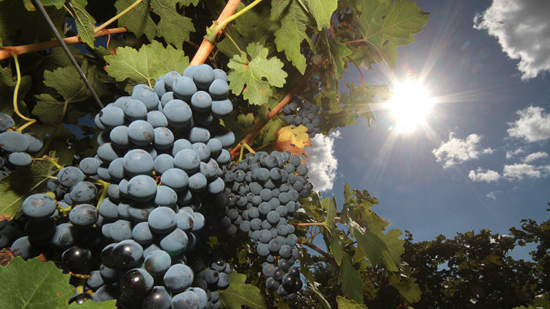 Quels cépages conviennent à la Crimée