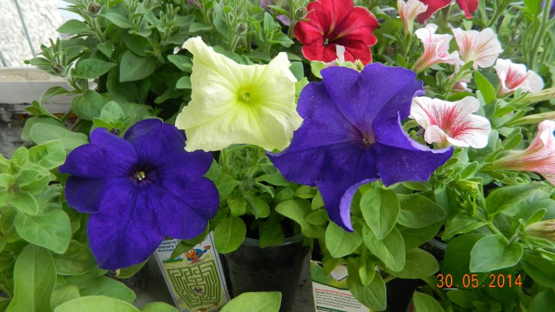 Pourquoi les fleurs de pétunia sont bonnes et comment les cultiver correctement