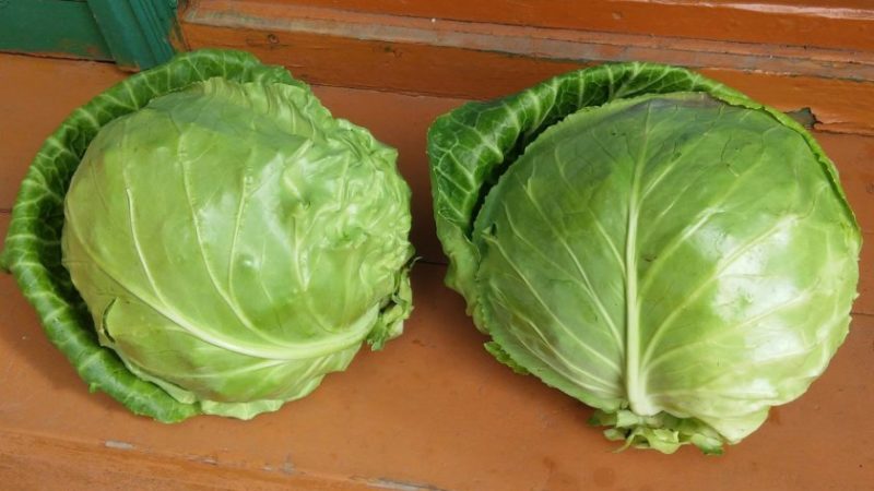 Variété de chou de juin à maturité précoce sans prétention