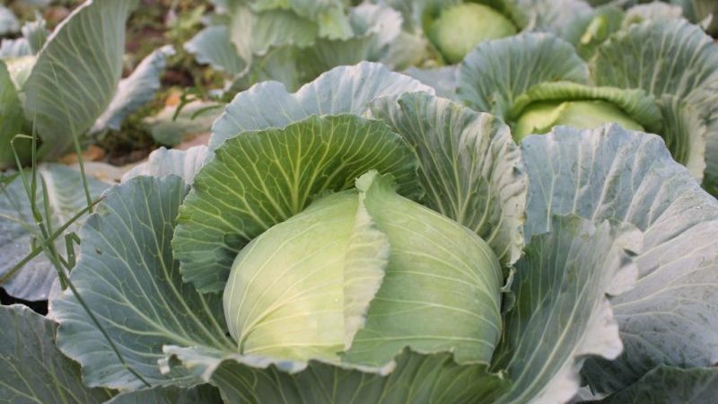 Variété polyvalente à haut rendement de chou Blizzard