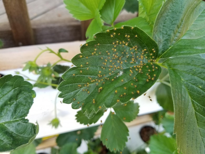 Variété de groseille à fruits rouges Besshipless Fridonia