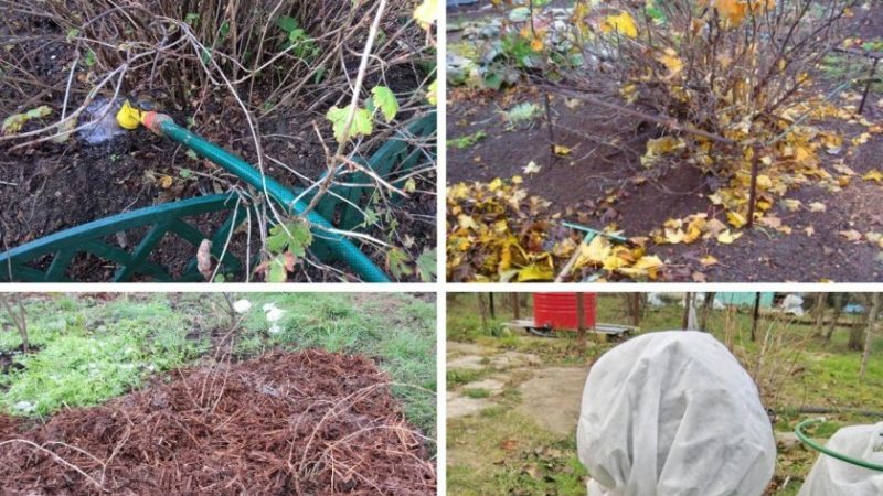 Variété de groseille à fruits rouges Besshipless Fridonia
