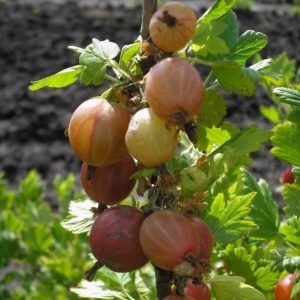 Variété de groseille mi-tardive Shershnevsky: avantages et inconvénients, caractéristiques de culture