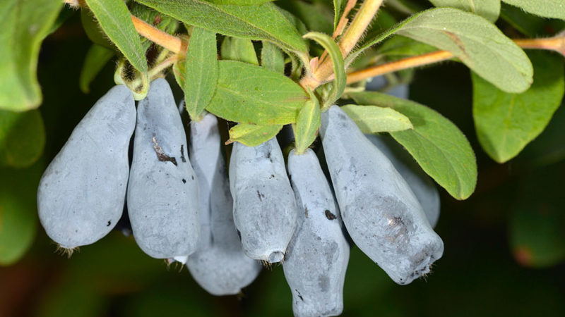 Variété de dessert à maturité précoce de chèvrefeuille précoce Nizhegorodskaya