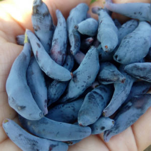 Variété de dessert à maturité précoce de chèvrefeuille précoce Nizhegorodskaya