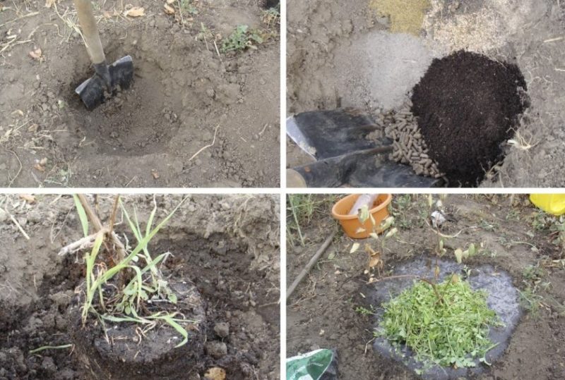 Variété de chèvrefeuille résistante au gel à haut rendement Moskovskaya 23