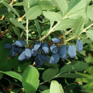 Variété de chèvrefeuille précoce résistant au gel Avacha