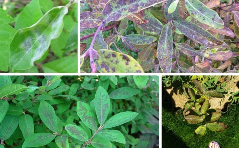 Sans prétention dans la culture variété de chèvrefeuille Blue Bird