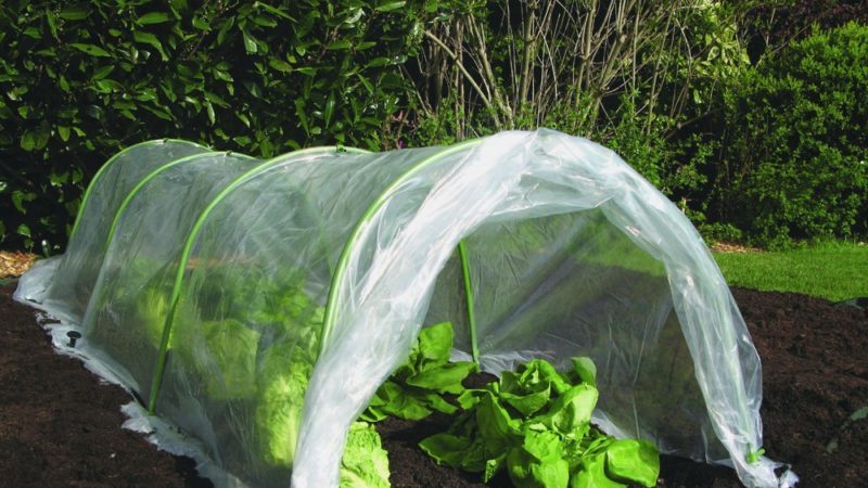 À quelle température le chou gèle-t-il