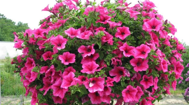Pourquoi les fleurs de pétunia sont bonnes et comment les cultiver correctement