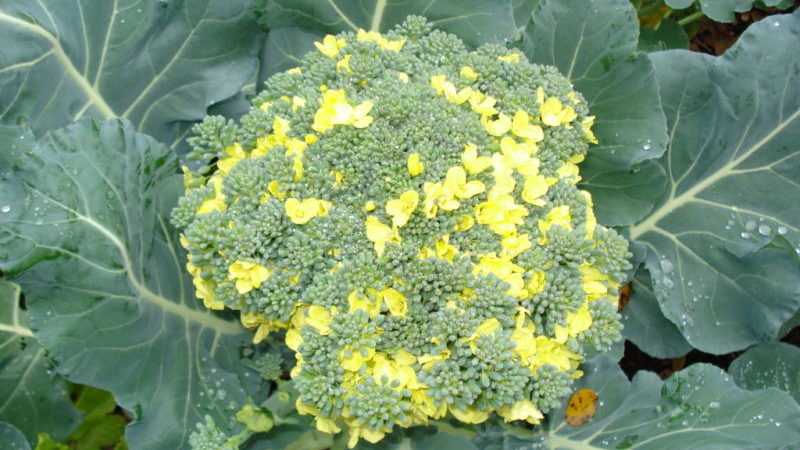 Que faire si le brocoli fleurit et comment faire pousser correctement le chou pour l'empêcher