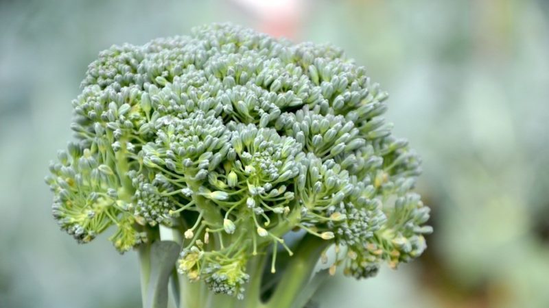 Que faire si le brocoli fleurit et comment faire pousser correctement le chou pour l'empêcher
