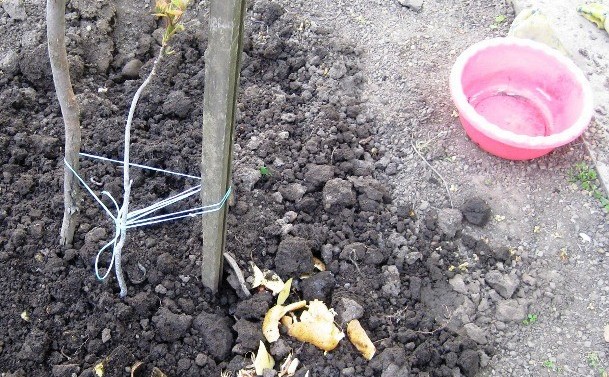 Le meilleur engrais pour les groseilles: les pelures de pommes de terre