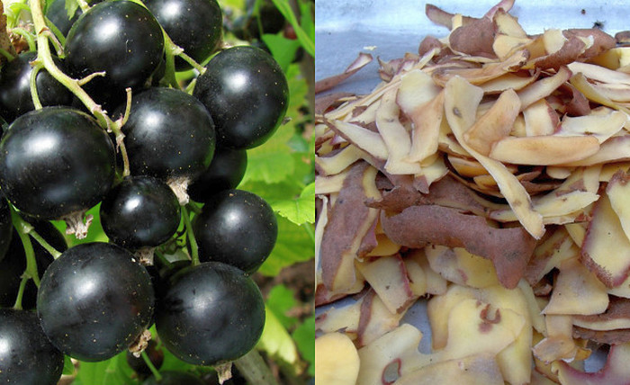 Le meilleur engrais pour les groseilles: les pelures de pommes de terre