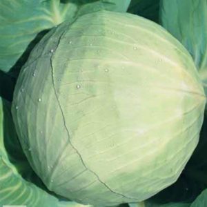 Variété universelle de chou Blanche-Neige avec un excellent goût