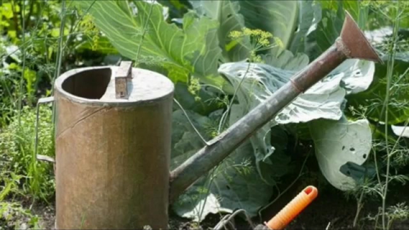 Variété universelle de chou Blanche-Neige avec un excellent goût