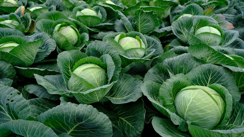 Délicieux hybride mi-saison de Krautman chou F1