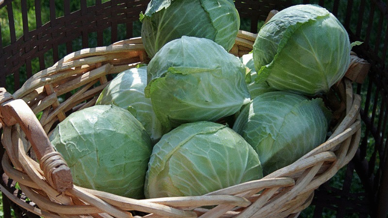 Une variété universelle de chou mi-saison Nadezhda