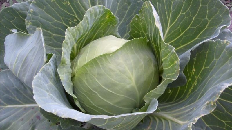 Hybride résistant à maturation tardive du chou de la Saint-Valentin F1