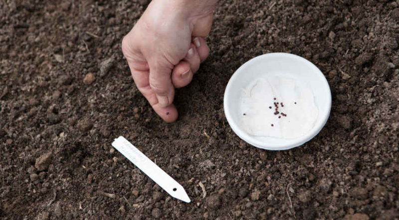 Hybride résistant à maturation tardive du chou de la Saint-Valentin F1
