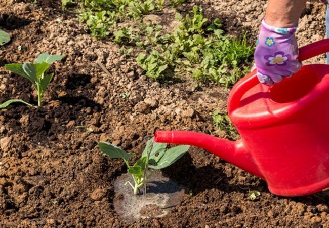 Variété populaire de chou Amager à haut rendement