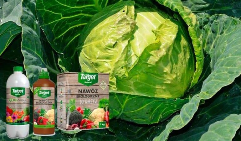 Hybride résistant à maturation tardive du chou de la Saint-Valentin F1