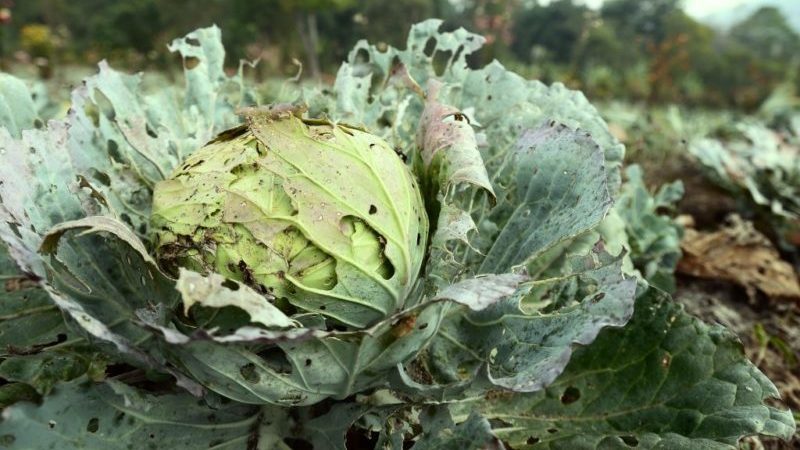 Hybride résistant à maturation tardive du chou de la Saint-Valentin F1
