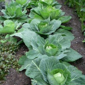 Hybride résistant à maturation tardive du chou de la Saint-Valentin F1