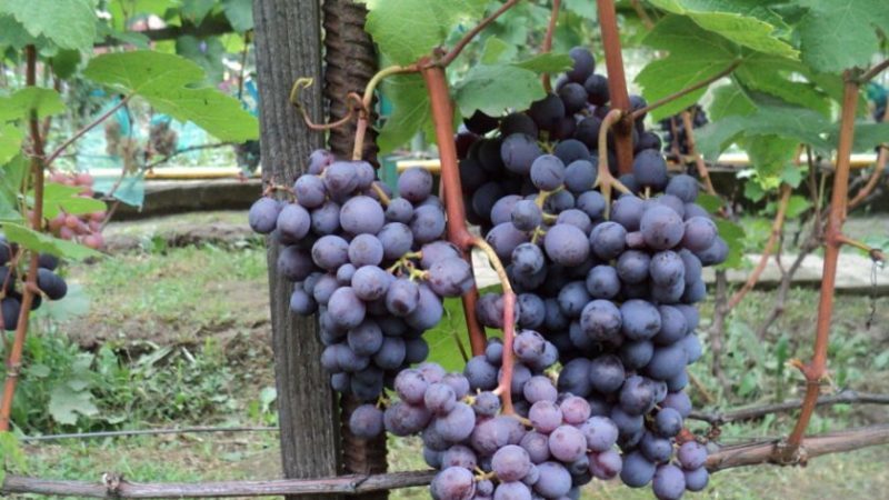 Quels cépages conviennent à la Crimée