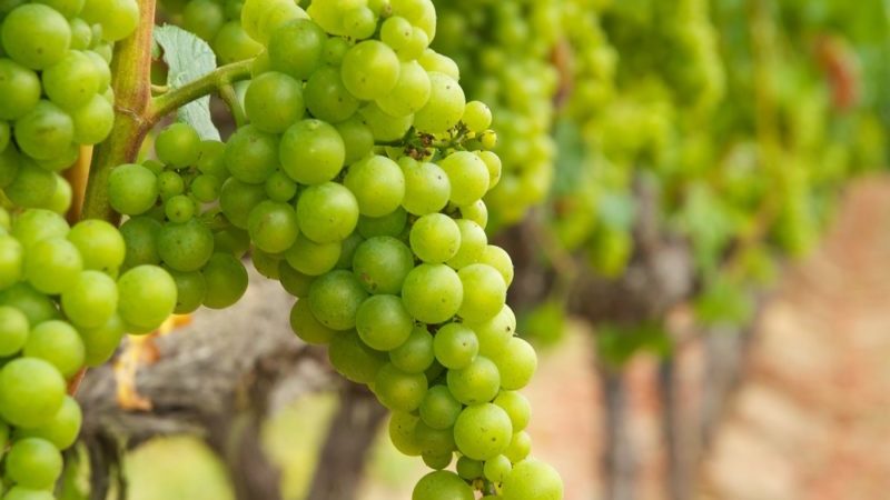Quels cépages conviennent à la Crimée