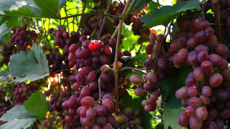 Les meilleurs cépages de la région de Moscou: caractéristiques et descriptions, conseils pour choisir