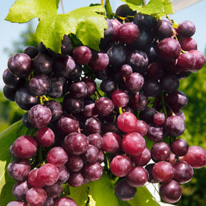 Cépages non couvrants pour la région de Leningrad