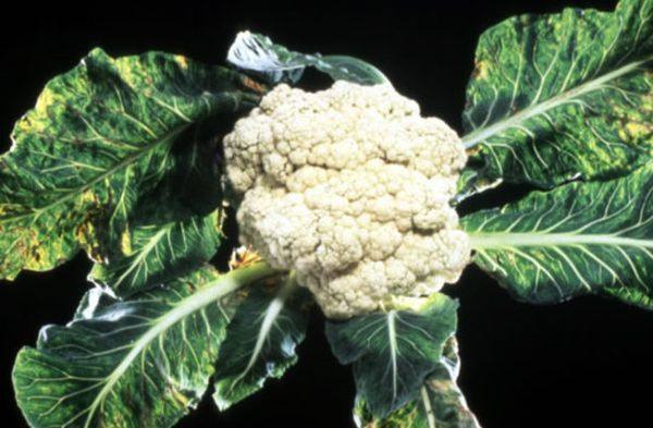 Maladies et ravageurs du chou-fleur et méthodes pour y faire face
