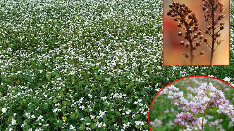 Apparence et préparation des graines de sarrasin pour le semis