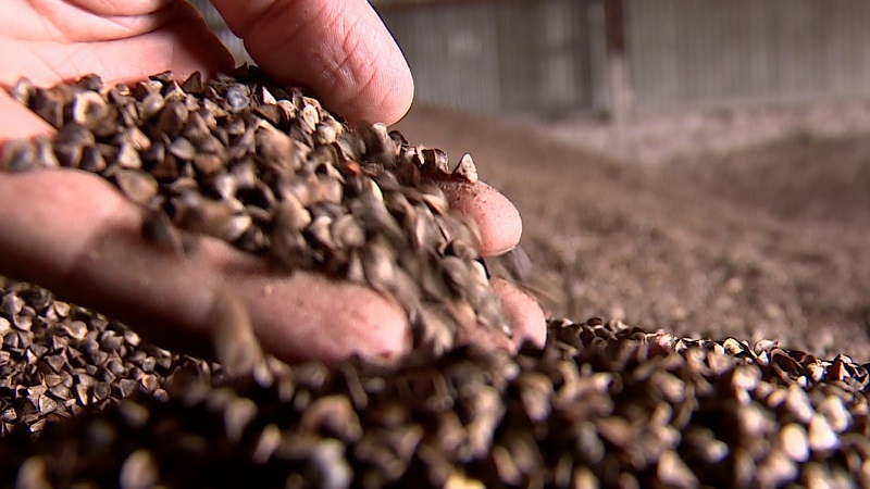 Apparence et préparation des graines de sarrasin pour le semis