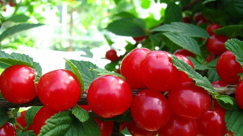 Cerise en feutre - caractéristiques et différences par rapport à l'ordinaire