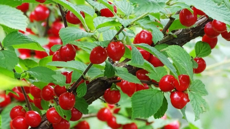 Cerise en feutre - caractéristiques et différences par rapport à l'ordinaire