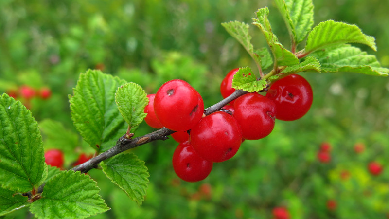 Cerise en feutre - caractéristiques et différences par rapport à l'ordinaire
