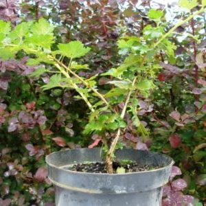 Tout sur la plantation d'une groseille à maquereau avec un système racinaire fermé et ouvert