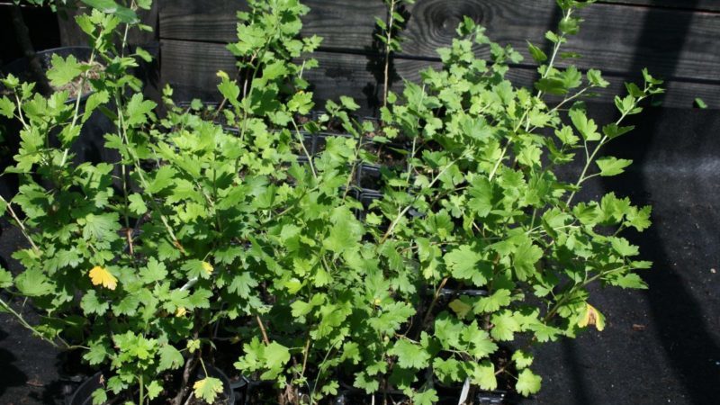 Tout sur la plantation d'une groseille à maquereau avec un système racinaire fermé et ouvert