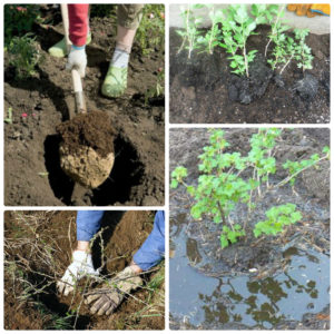 Tout sur la plantation d'une groseille à maquereau avec un système racinaire fermé et ouvert
